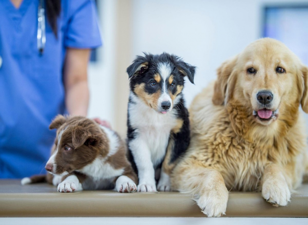 Three dogs in a vet clinic