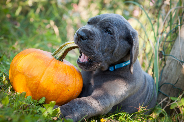Can Dogs Eat Squash 1