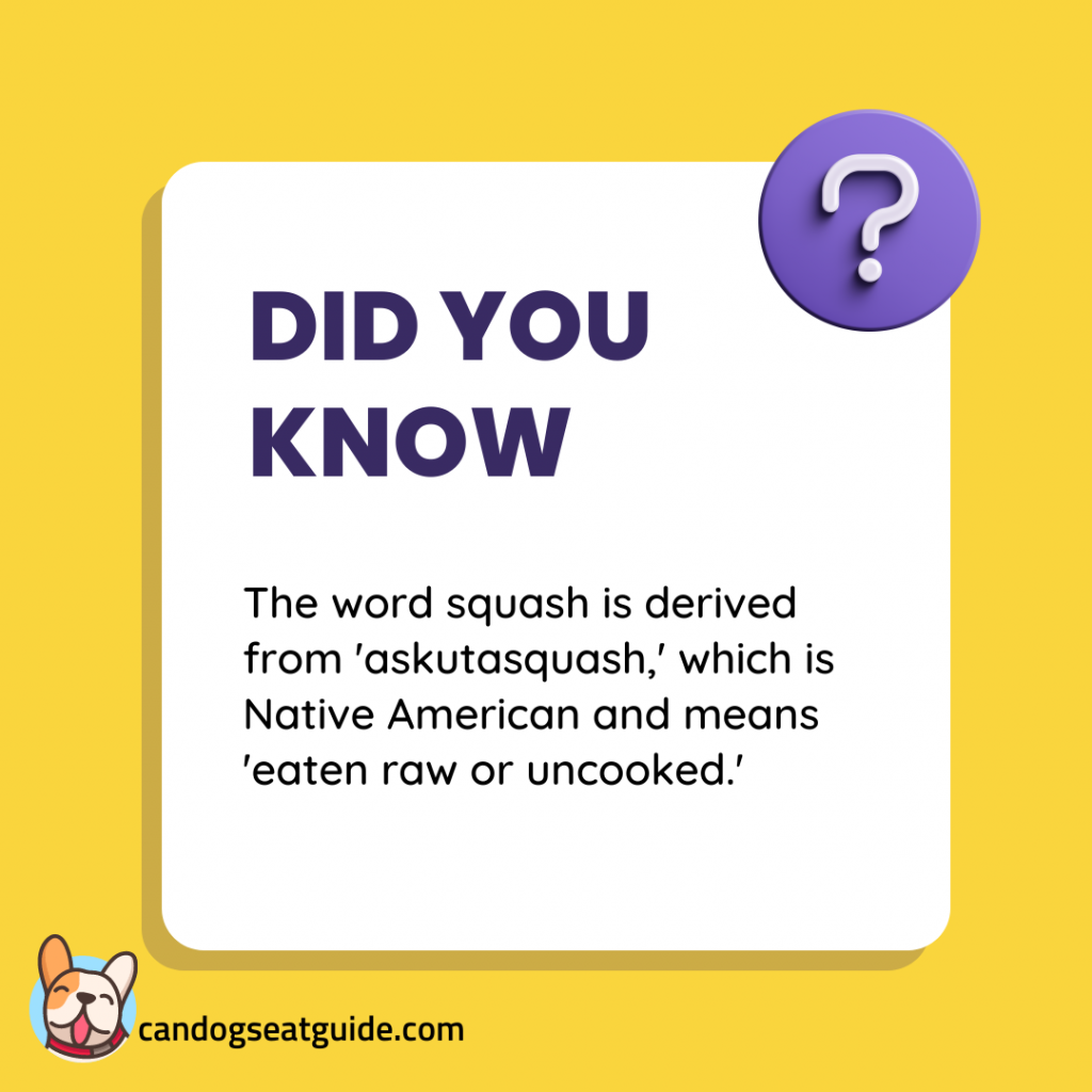 Can Dogs Eat Squash 4